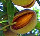 (Almond on the tree)