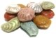 French Candy Sea Shells