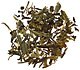 Japanese Sencha Green Tea