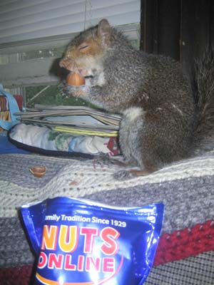 A big fan nibbles on a hazelnut!