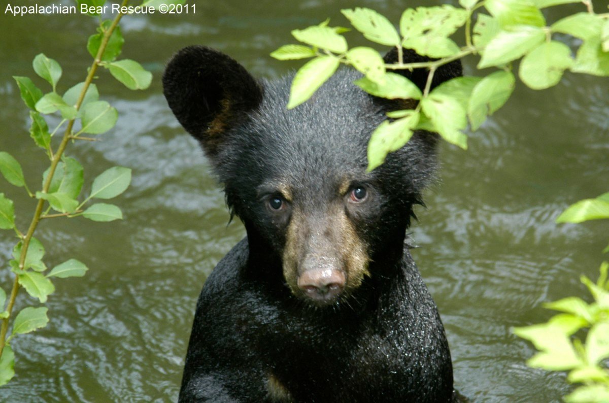 Nuts for Appalachian Bear Rescue