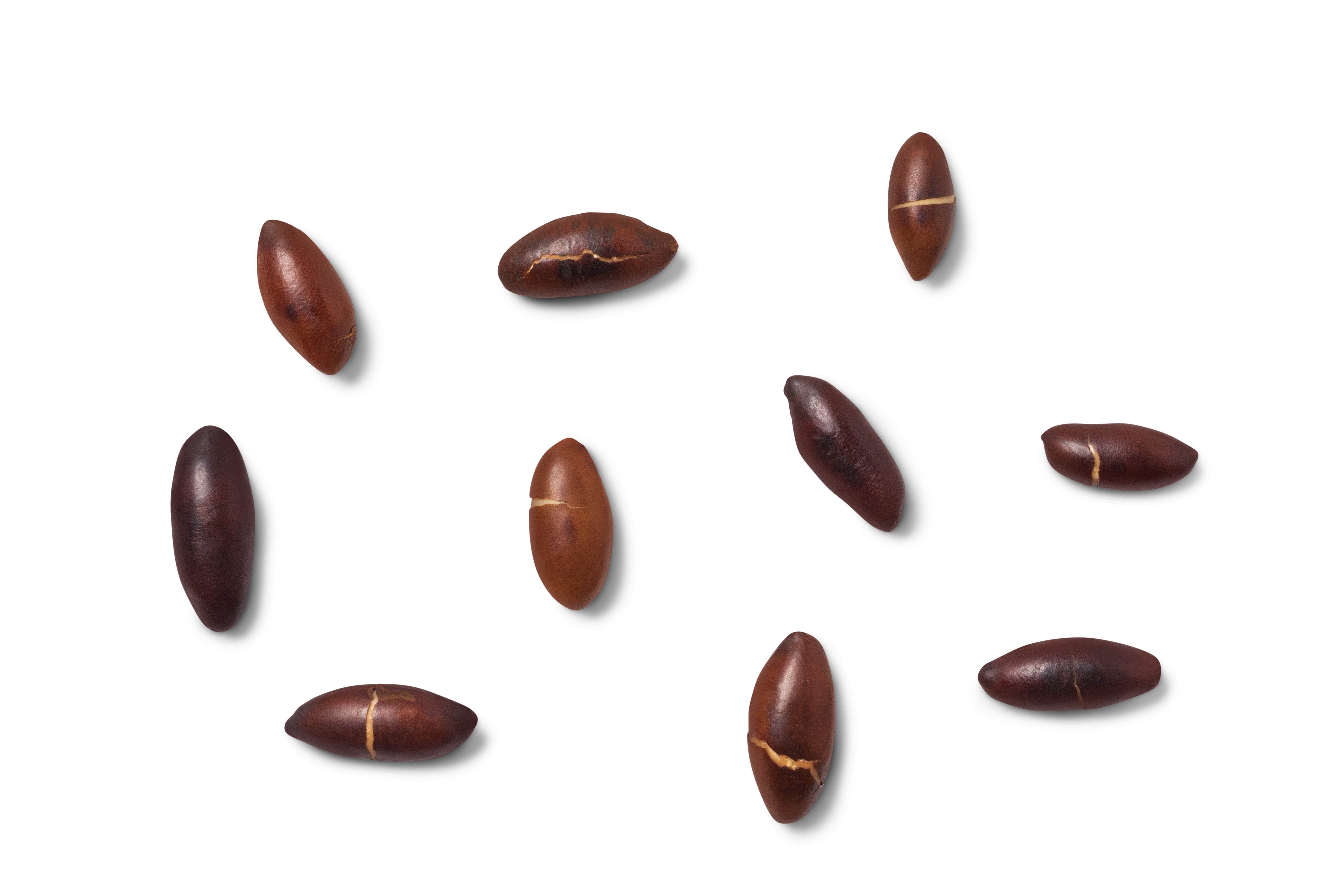 Roasted Baru Nuts (Unsalted)