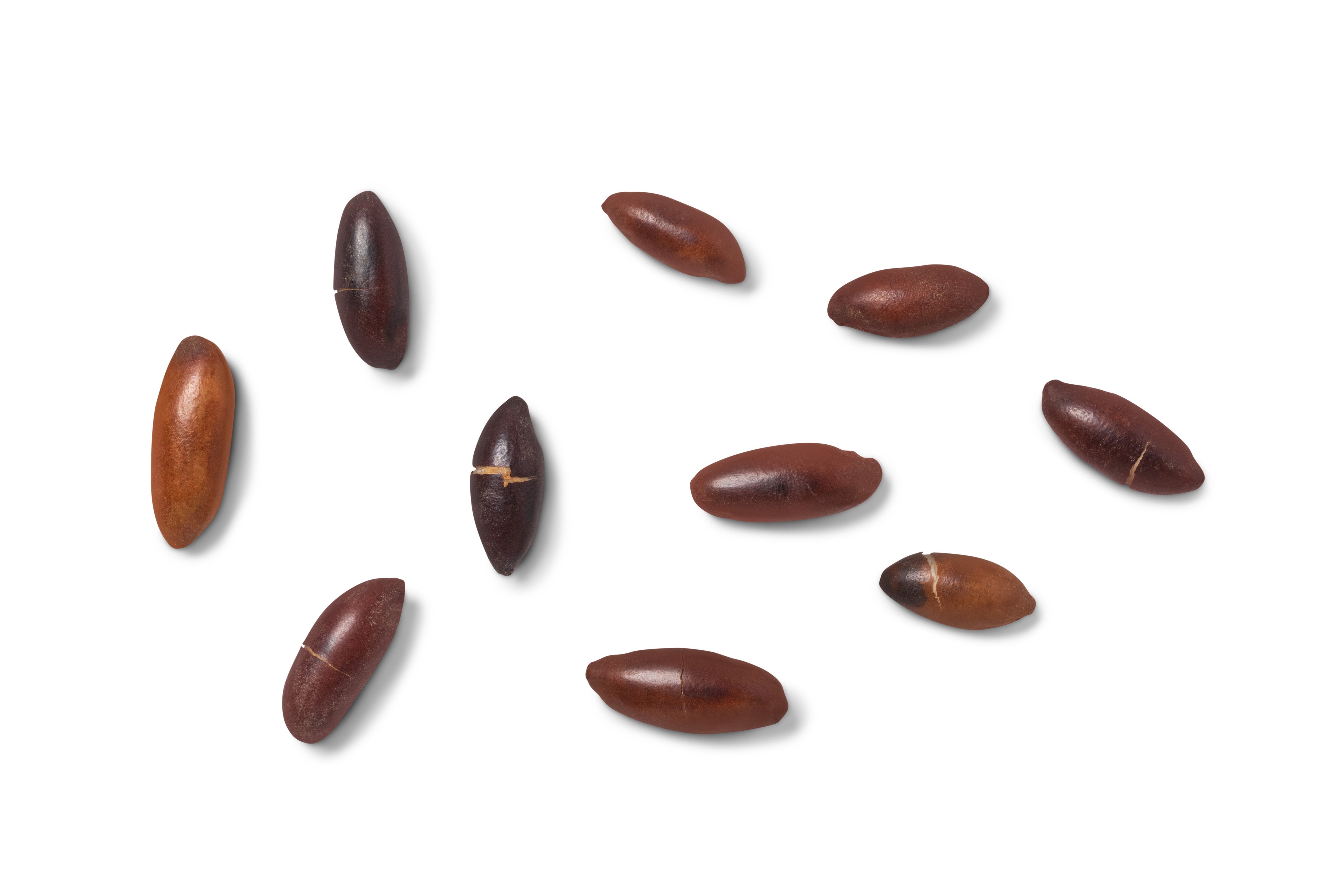 Roasted Baru Nuts (Salted)