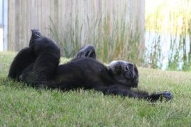 Save The Chimps Large Care Package