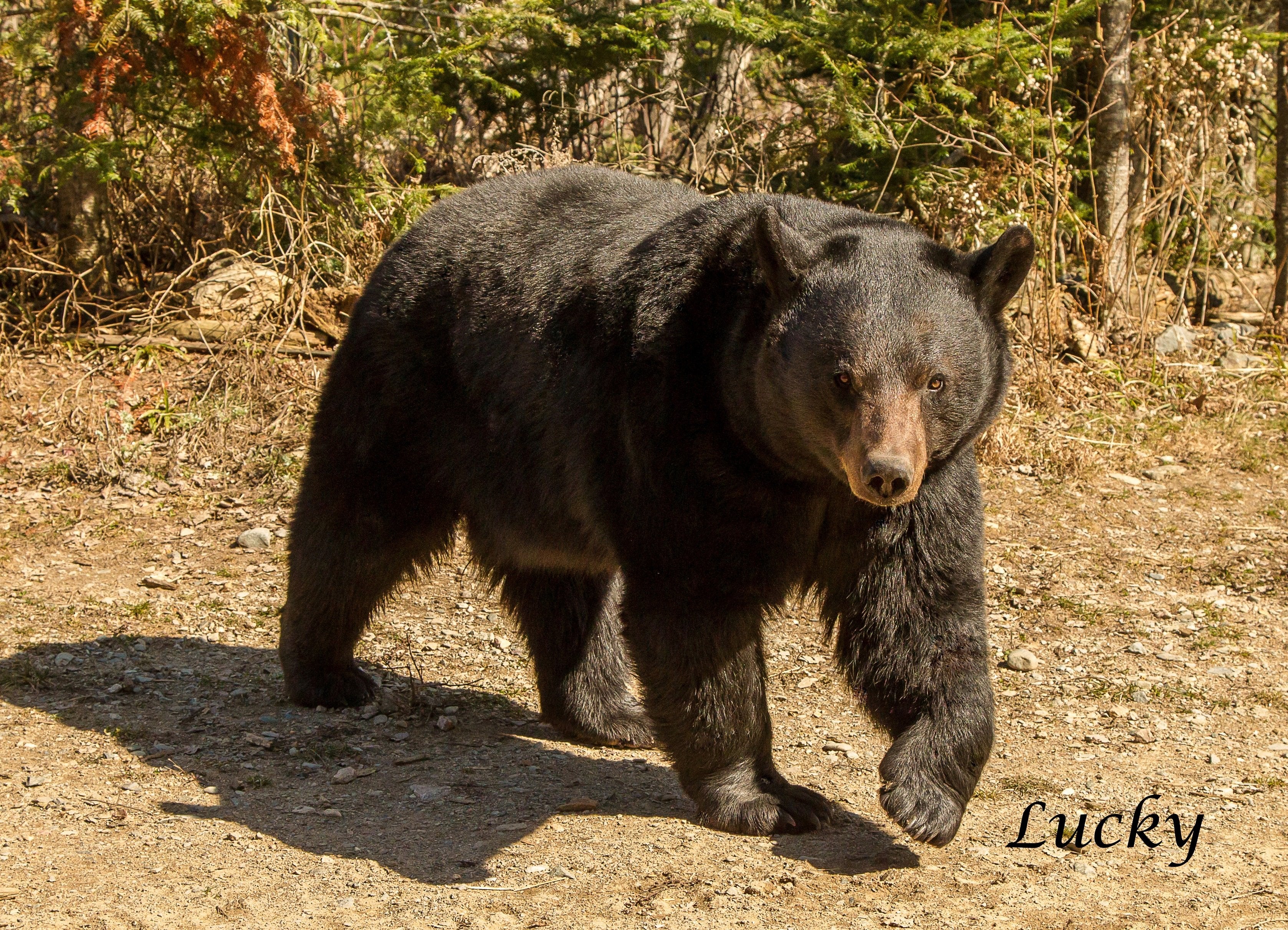North American Bear Center
