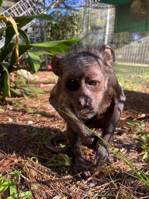 Nuts for Jungle Friends Primate Sanctuary