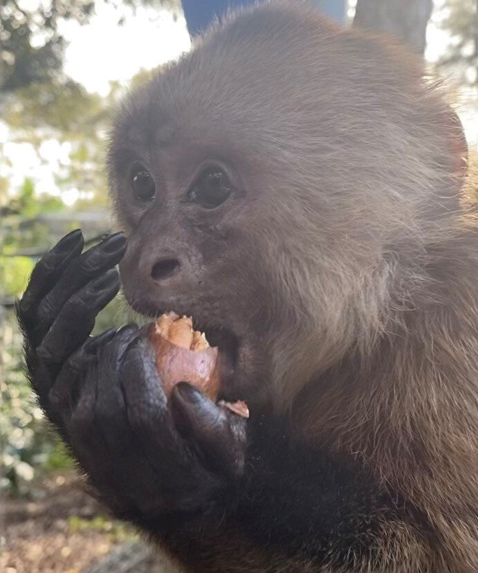 Nuts for Jungle Friends Primate Sanctuary