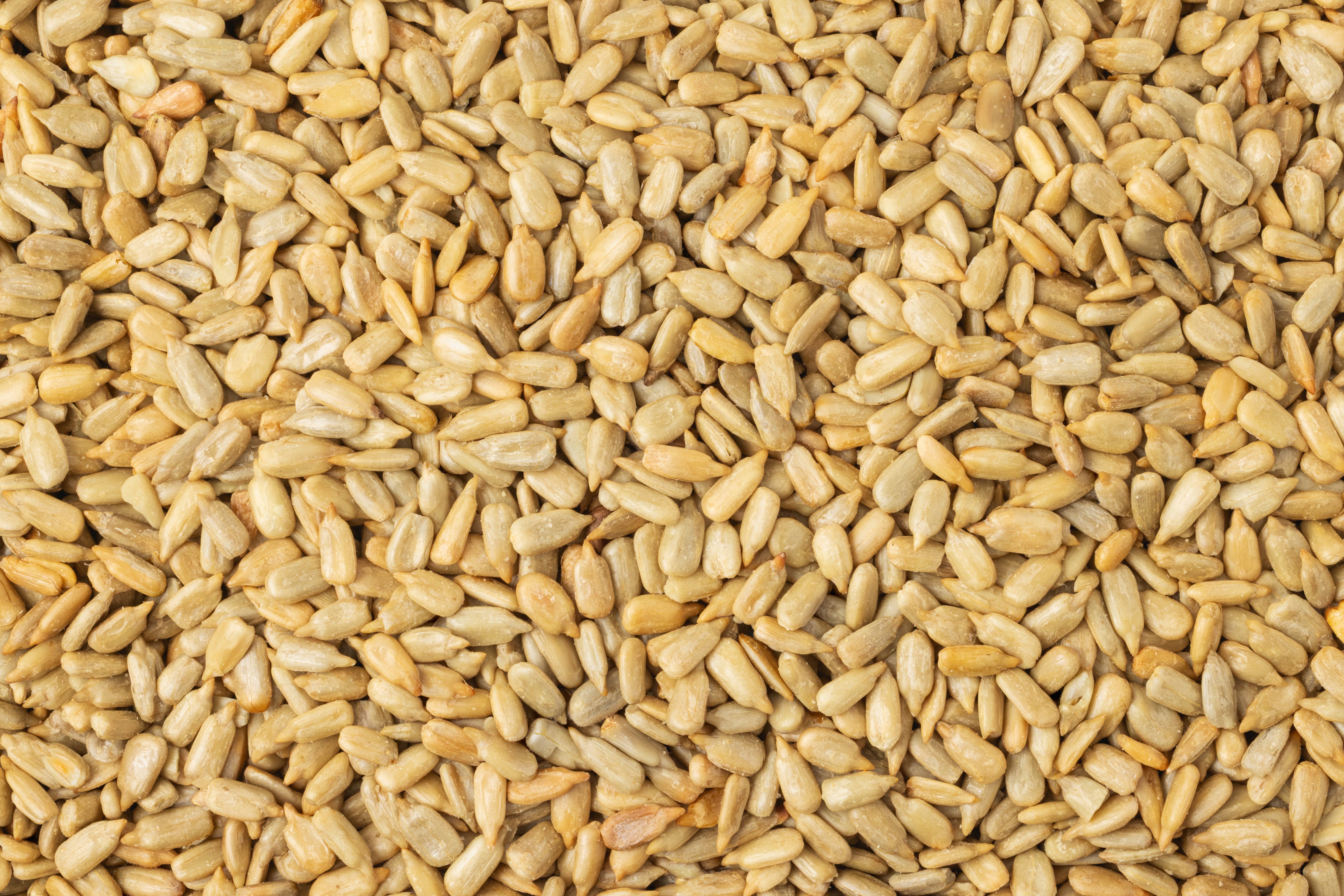 Roasted Sunflower Seeds (Unsalted, No Shell)