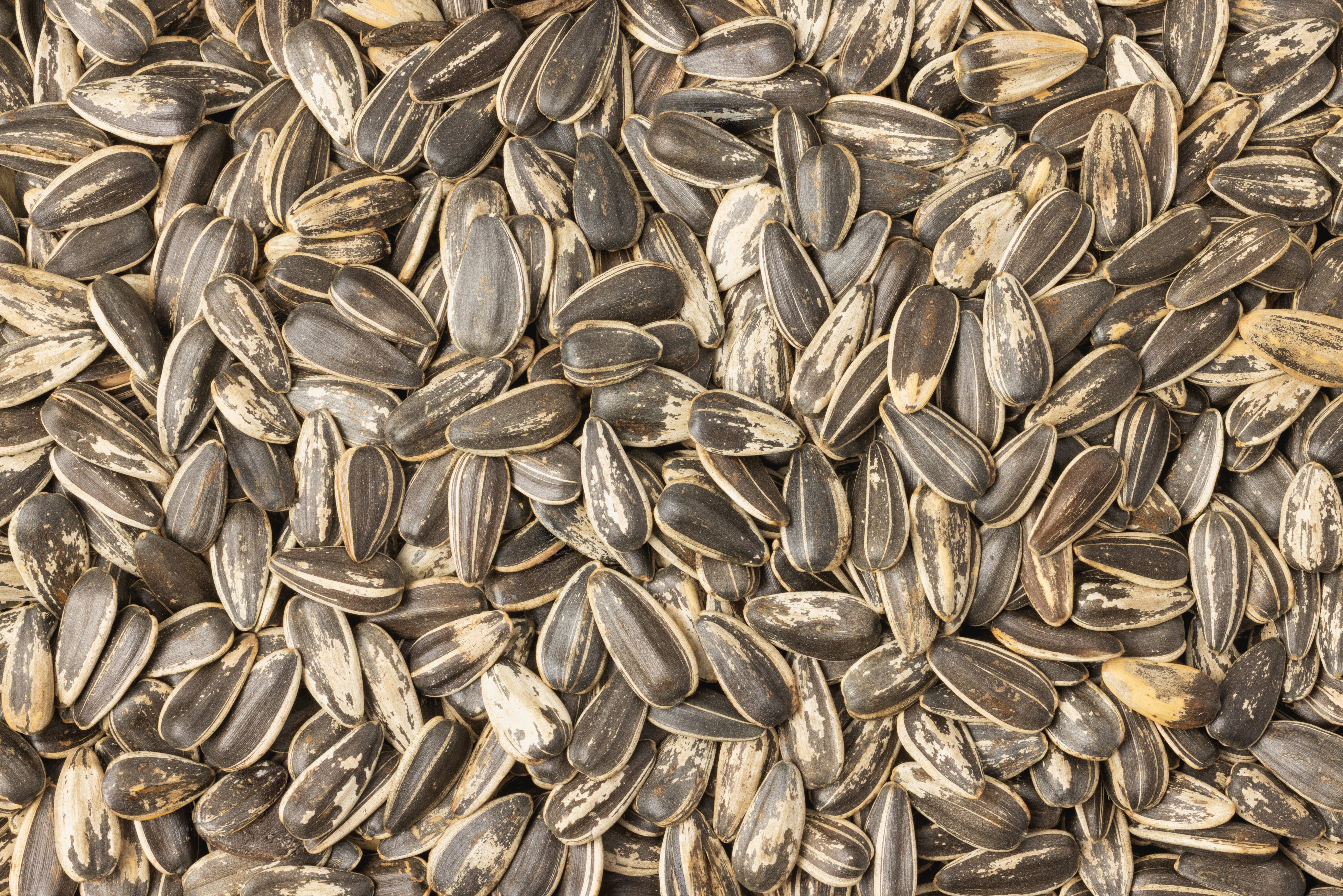 Jumbo Roasted Sunflower Seeds (Unsalted, In Shell)