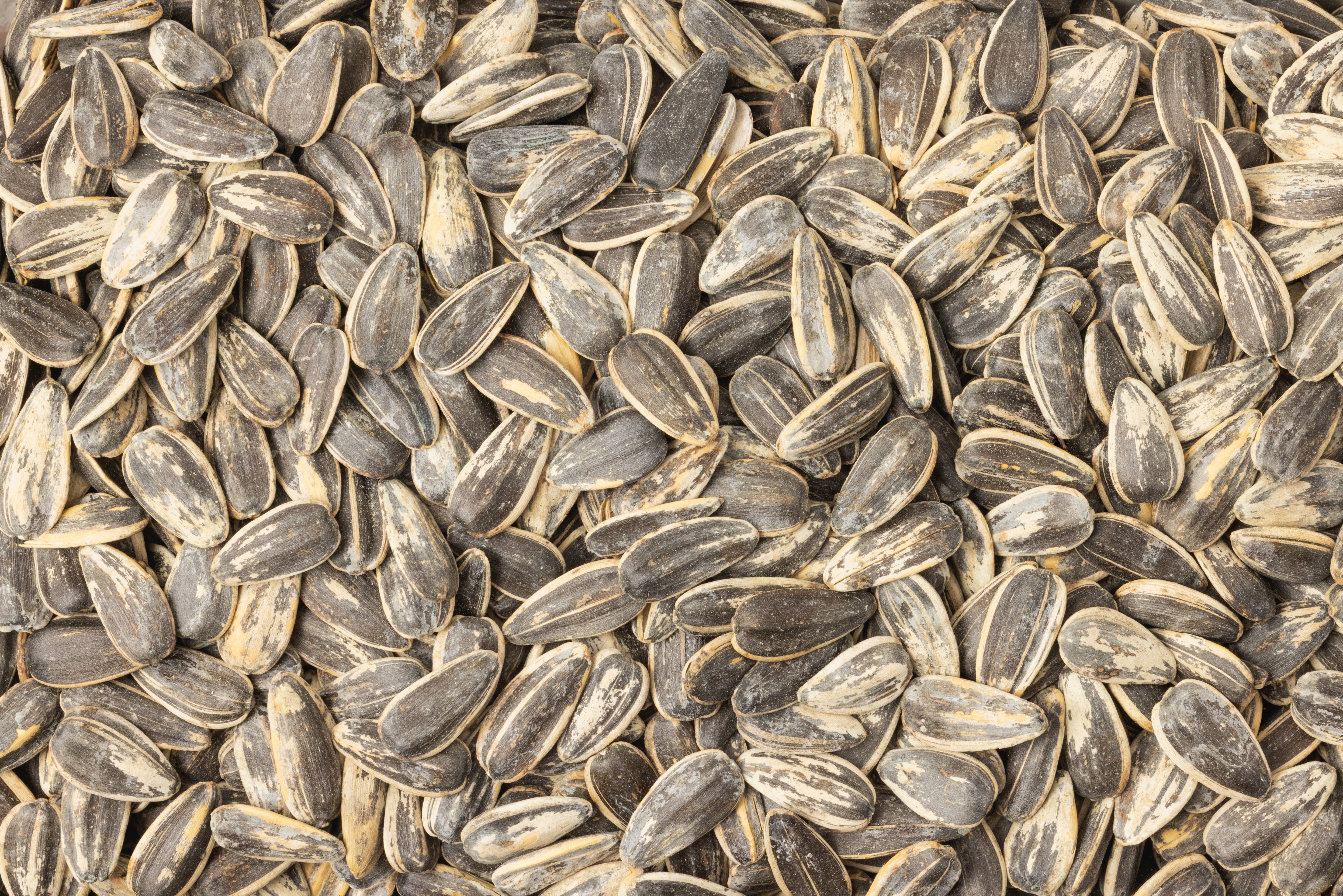 Jumbo Roasted Sunflower Seeds (Salted, In Shell)