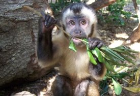 Nuts for Jungle Friends Primate Sanctuary