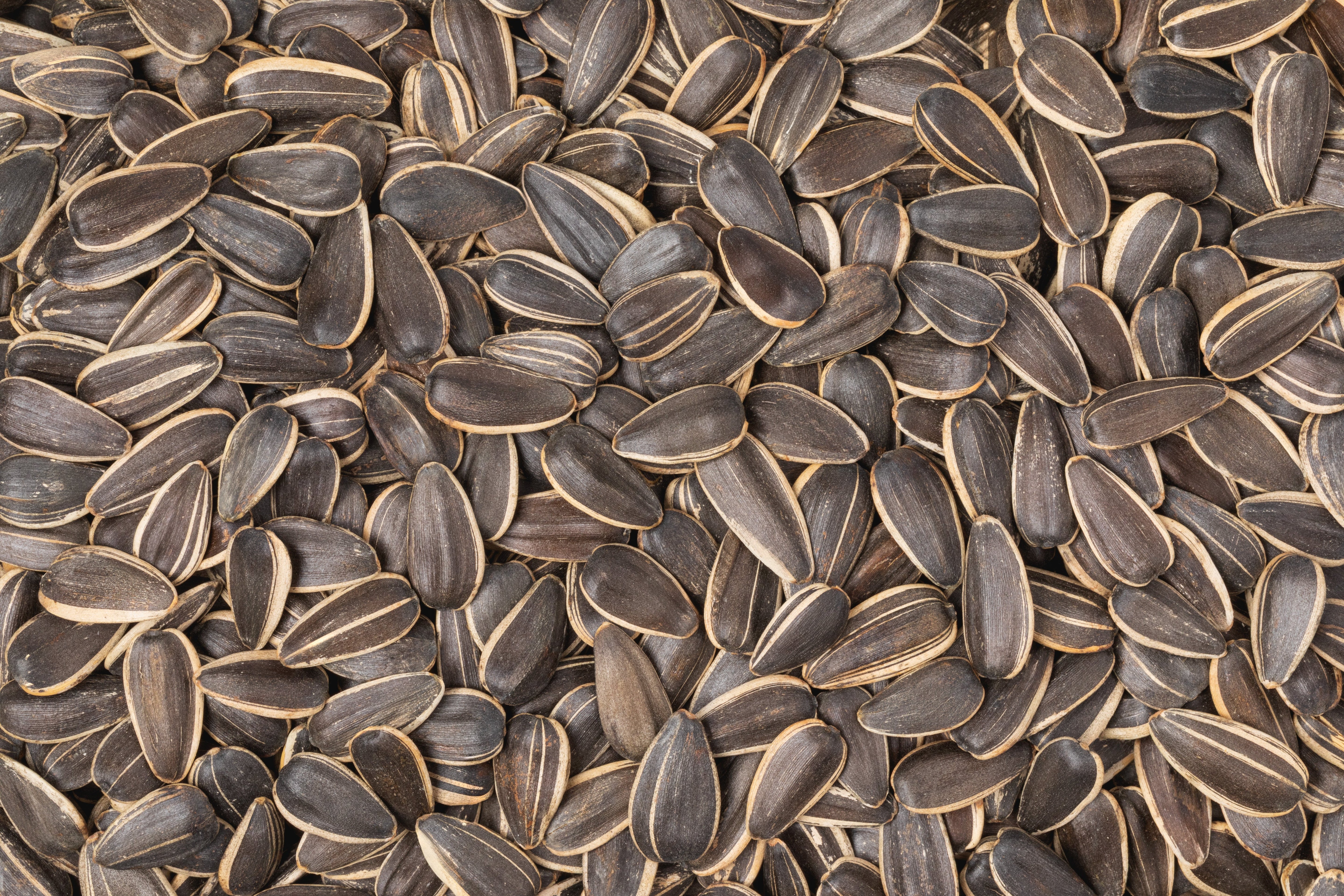 Lightly Salted Jumbo Roasted Sunflower Seeds (In Shell, 50% Less Sodium)