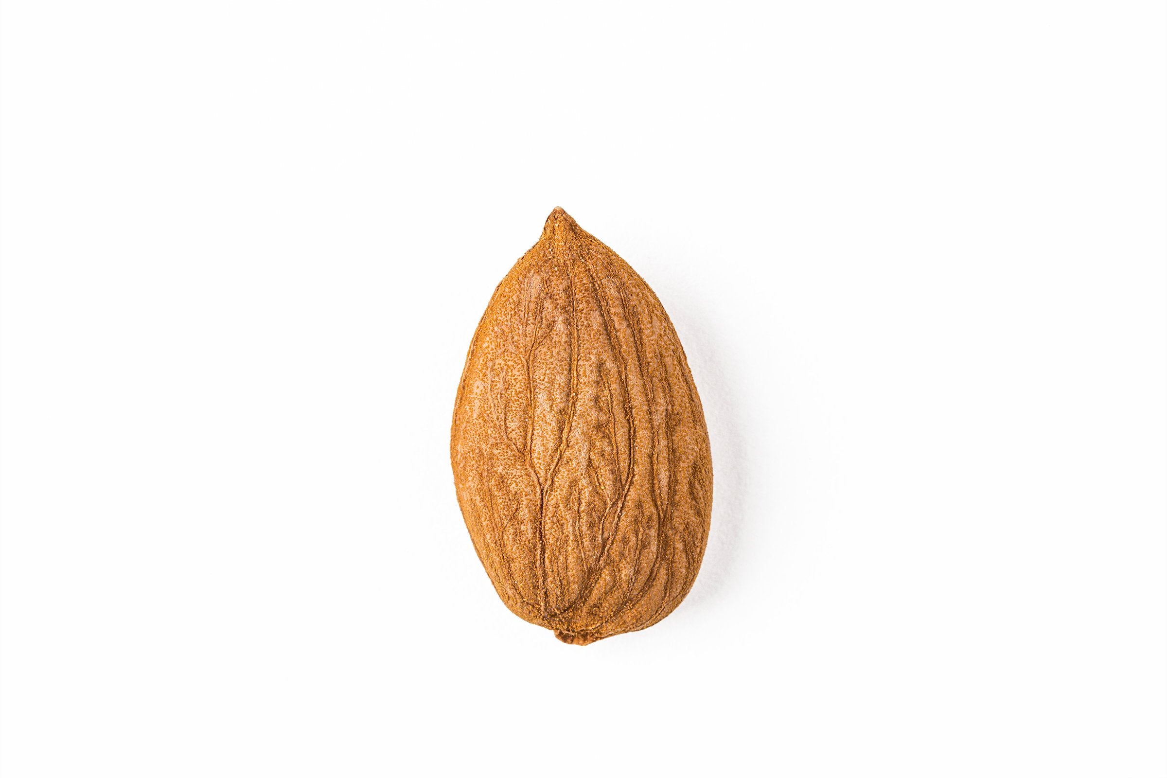 Organic Wild Apricot Kernels (Sweet)