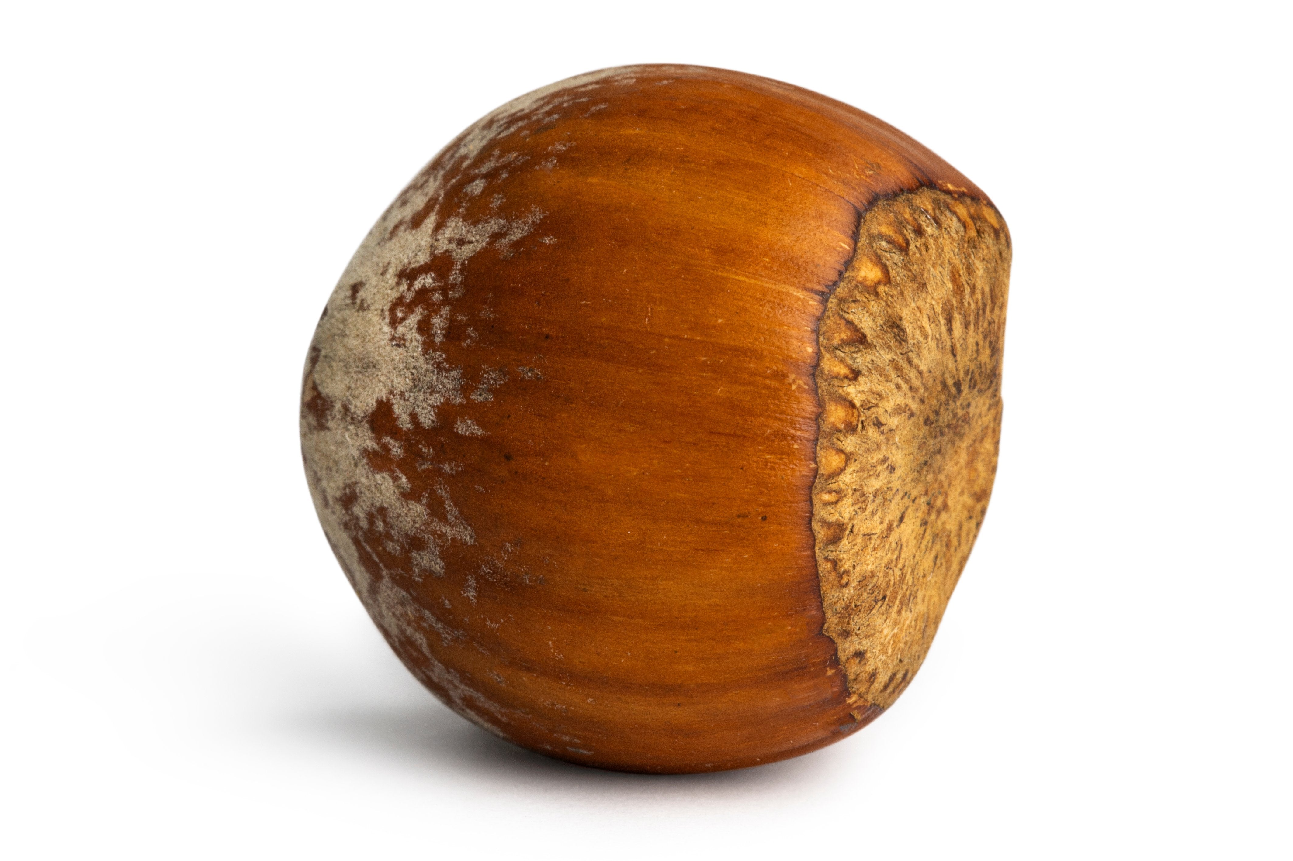 Hazelnuts / Filberts (In Shell)