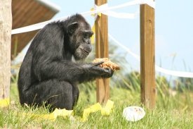 Save The Chimps Large Care Package