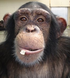 Save The Chimps Small Care Package