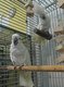 Nuts for Feathered Friends Sanctuary