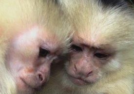 Nuts for Jungle Friends Primate Sanctuary