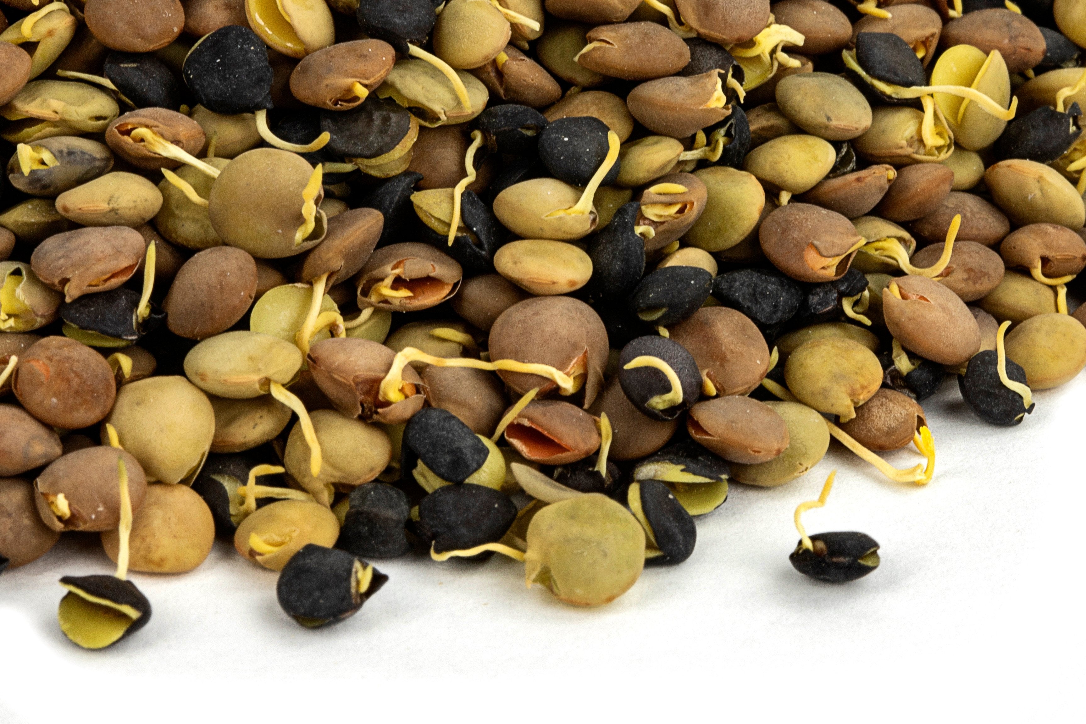 Organic Sprouted Lentil Blend