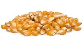 Mushroom Popcorn Kernels -1 lb bag Value Pack