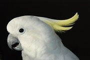 Nuts for Black Hills Parrot Welfare & Education Center -10008