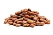 Organic Pinto Beans