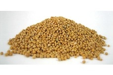 Link to Mustard Seeds