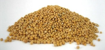 Yellow Mustard Seed Cooking Baking Nuts