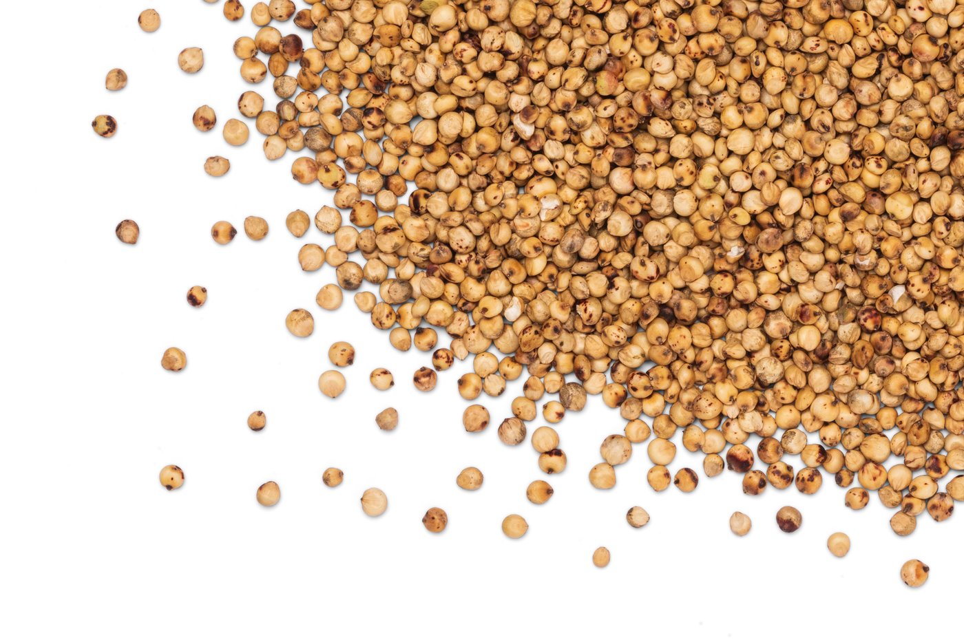 Organic Sprouted Sorghum photo