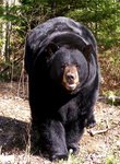 Image 3 - North American Bear Center photo