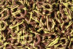 Image 5 - Milk Chocolatey Mini Pretzels with Pistachio Flavored Drizzle photo
