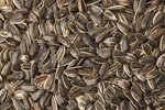 Image 2 - Jumbo Raw Sunflower Seeds (In Shell) photo