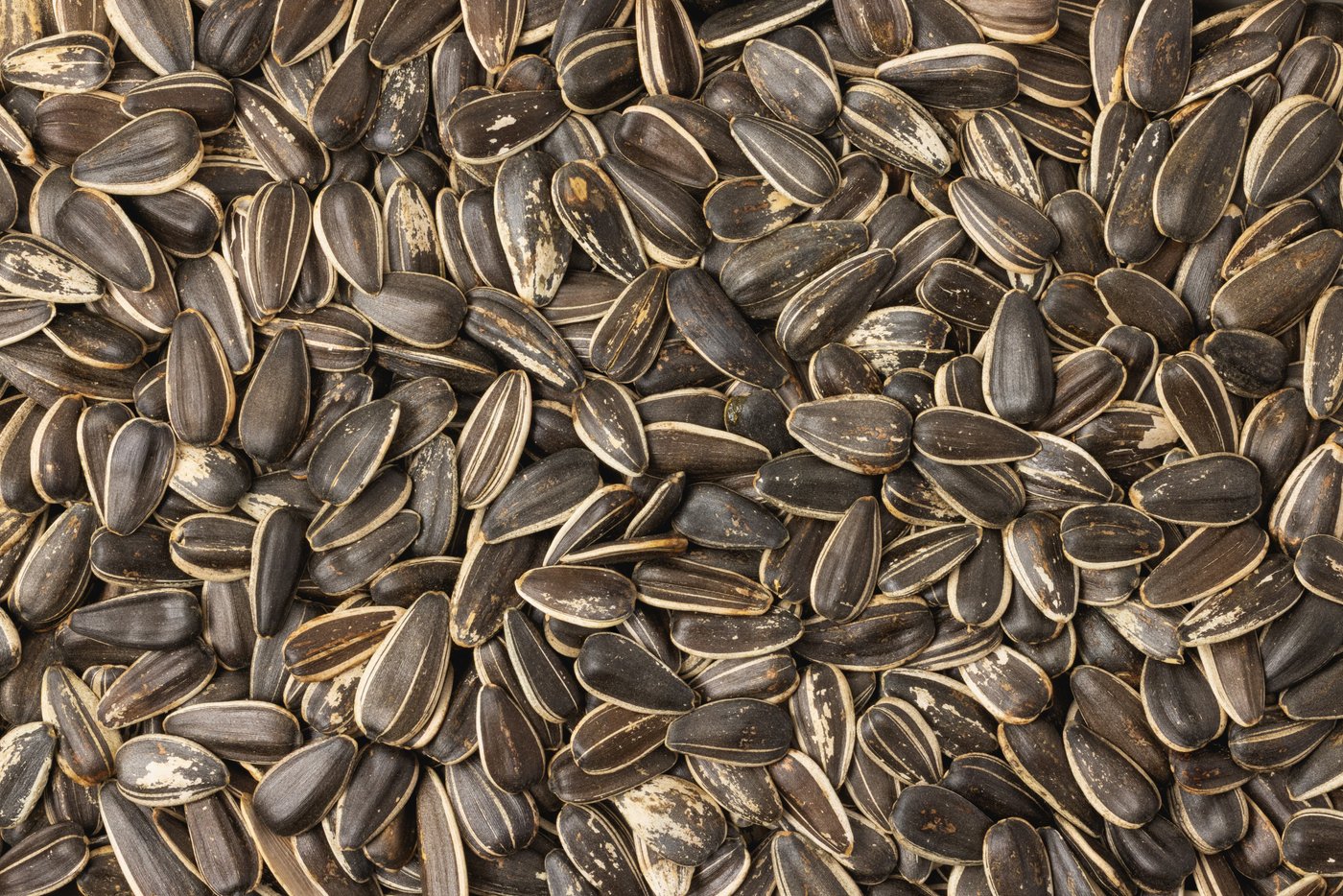 Jumbo Raw Sunflower Seeds (In Shell) photo