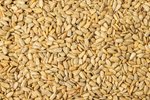 Image 2 - Roasted Sunflower Seeds (Unsalted, No Shell) photo