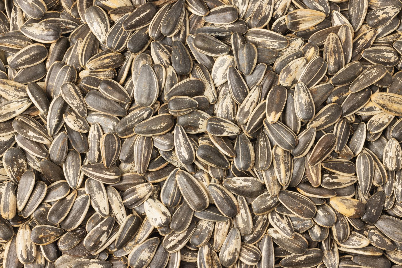 Jumbo Roasted Sunflower Seeds (Unsalted, In Shell) photo