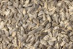 Image 2 - Jumbo Roasted Sunflower Seeds (Salted, In Shell) photo