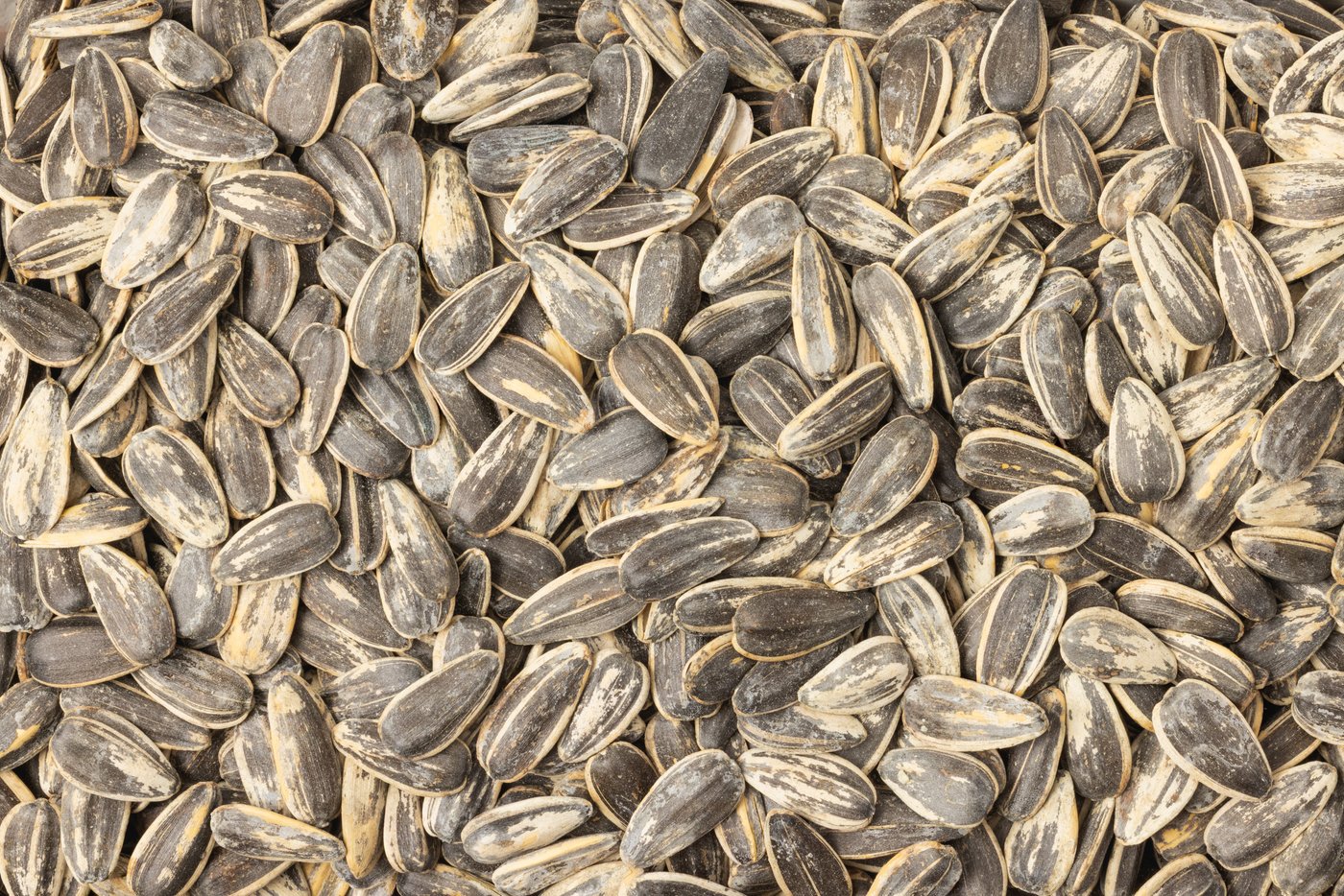 Jumbo Roasted Sunflower Seeds (Salted, In Shell) photo