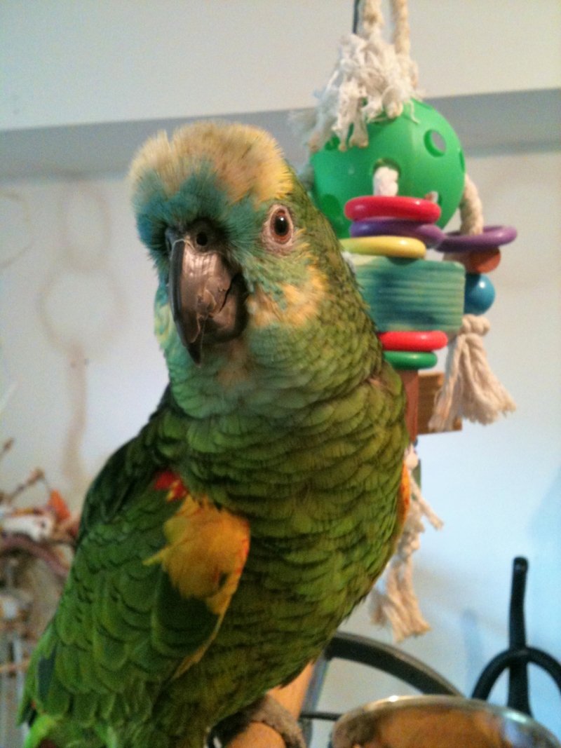 Nuts for Feathered Friends Rescue photo