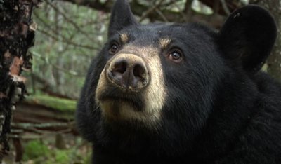 North American Bear Center