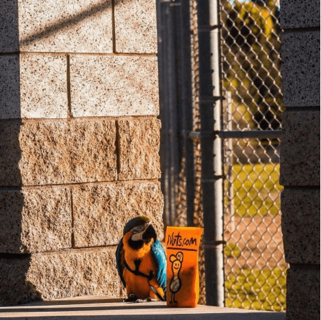 Parrot with Nuts.com bag