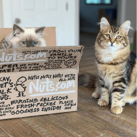 Two kittens in and around a Nuts.com box