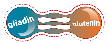 gluten protein (gliadin and glutenin)