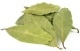 Bay Leaves (Laurel Leaves)