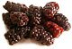 Dried Blackberries