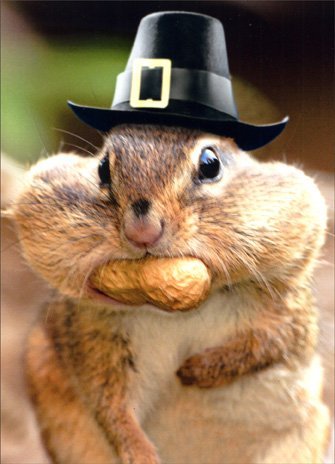 Bravernut photo
