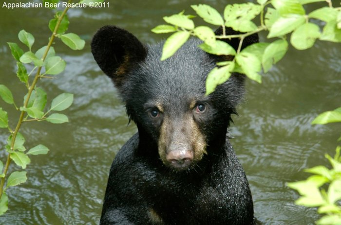 Nuts for Appalachian Bear Rescue photo