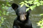 Image 1 - Nuts for Appalachian Bear Rescue photo