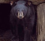 Image 4 - North American Bear Center photo