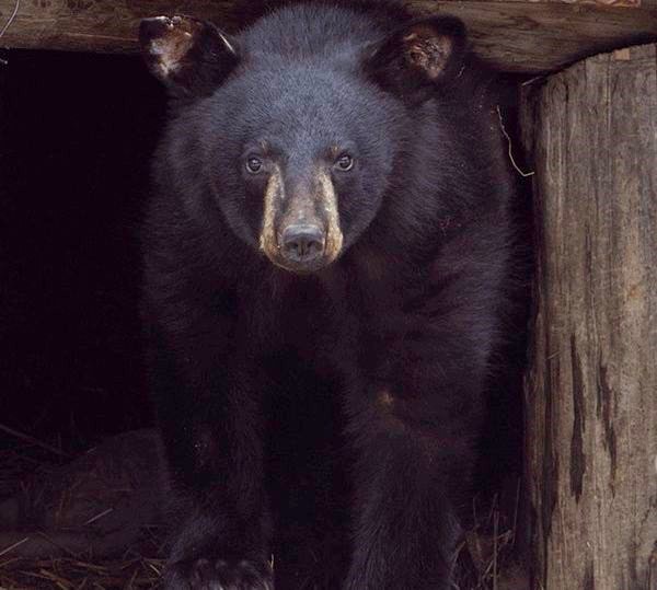 North American Bear Center photo