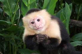Nuts for Jungle Friends Primate Sanctuary